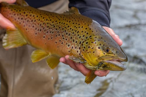 Brown trout in a clear chalk stream