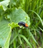 Big Fat Foam Bug Orange Tag