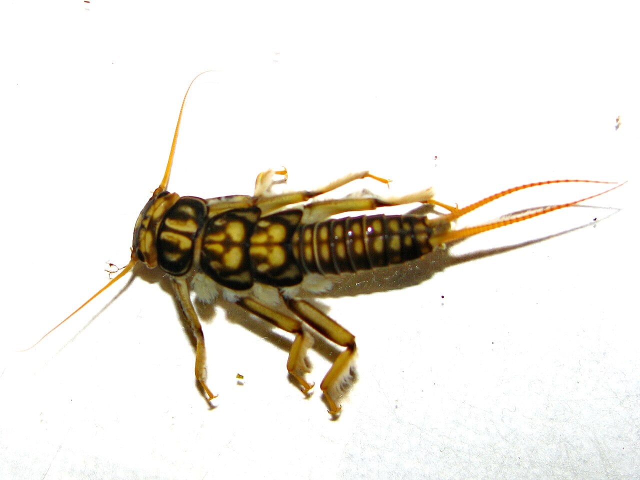 Large Stonefly