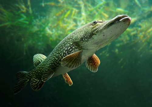 Pike in clear water revealing its camouflage pattern