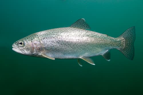 Rainbow trout showing the distinctive lateral stripe